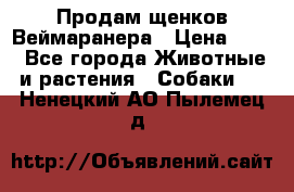 Продам щенков Веймаранера › Цена ­ 30 - Все города Животные и растения » Собаки   . Ненецкий АО,Пылемец д.